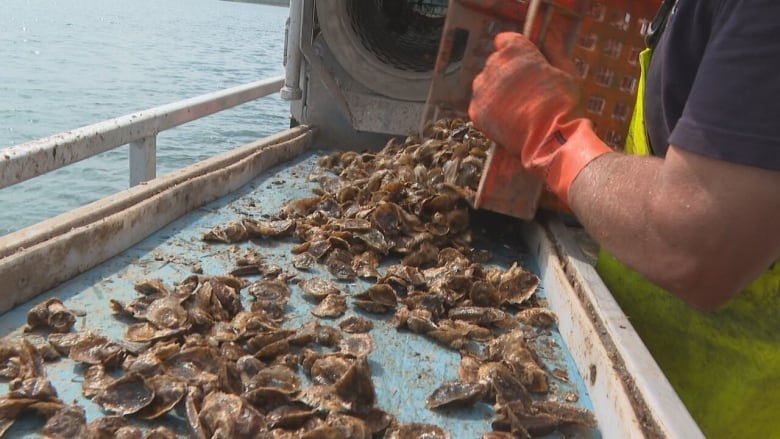 A person is shown from the neck down emptying a crate of shellfish onto a painted table on board a fishing vessel. 