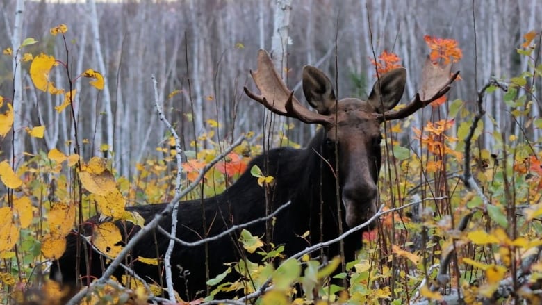 A moose