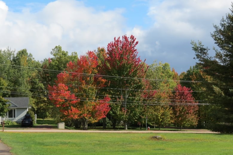 A tree with red leaves