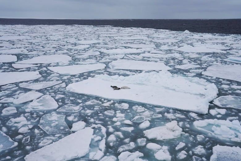 Two seals on an ice floe. 