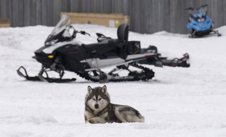 Inuit were forced to rely on snowmobiles after the dog sled slaughter, which were expensive and hard to come by.