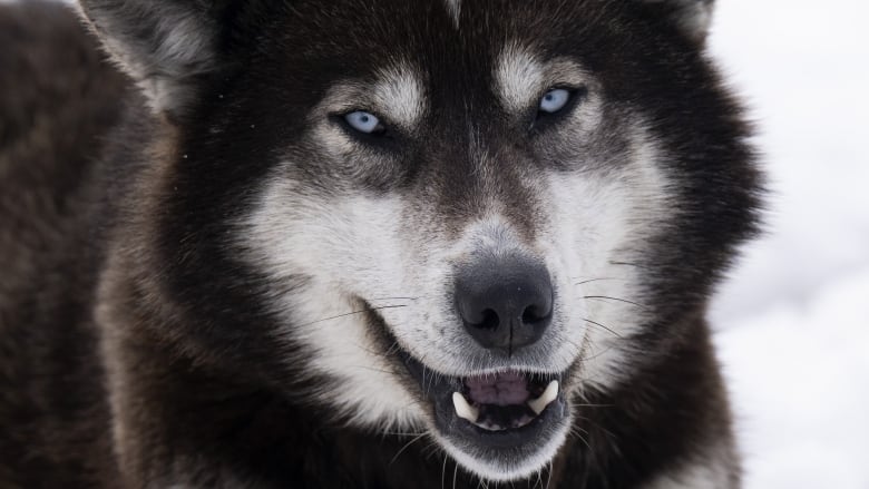 A sled dog is seen outside a home on May 12, 2022 in Inukjuak, Que.