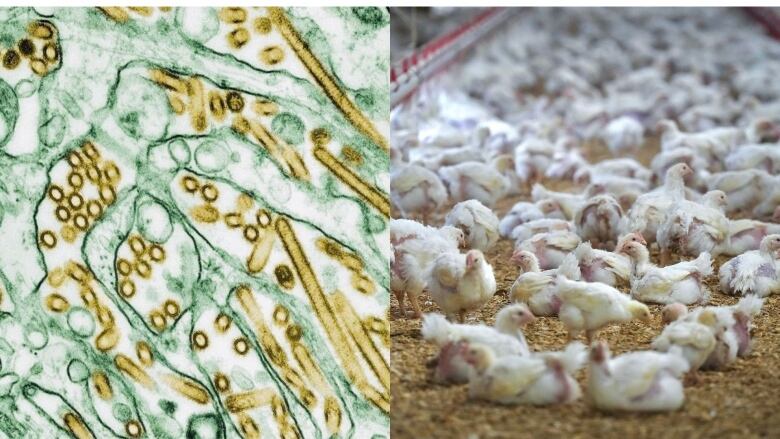 Two images are side by side. On the left, we see a microscopic images of the influenza virus colourized in green and gold. On the right, we see a whole bunch of chickens in a chicken farm.