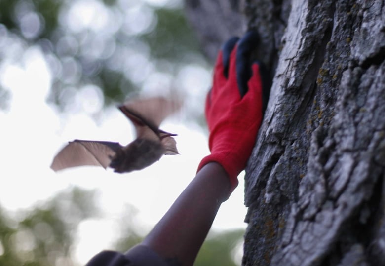 Someone's arm is reaching up, touching tree bark with a gloved hand, in the foreground while a bat flies in the background.