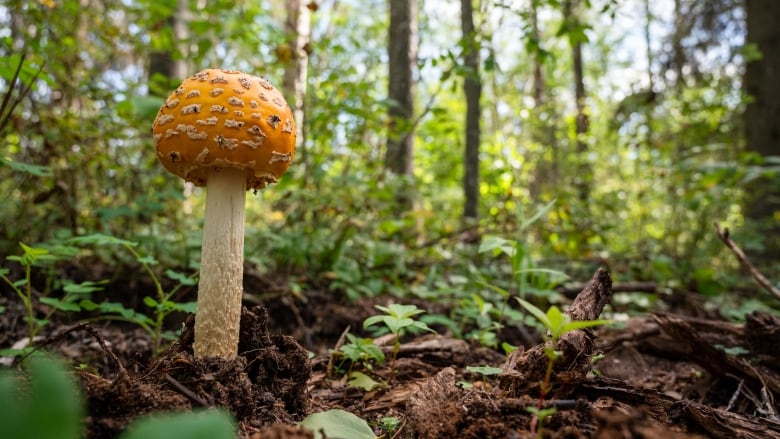 A mushroom in a forest.