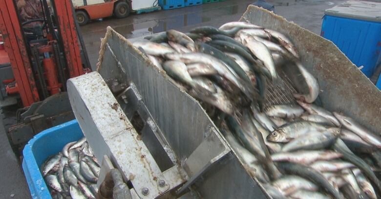 Herring are unloaded on a conveyer belt into a large plastic container with a man on a forklift pulling up.