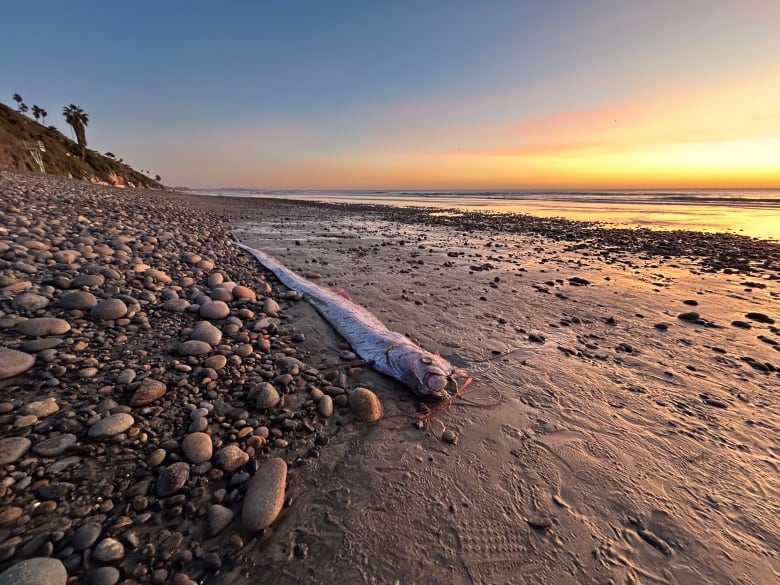 A long, eel-shaped silvery pink dead fish with pink string-like appendages on its head and pink fins along its back stretched out on a beach at sunset. 