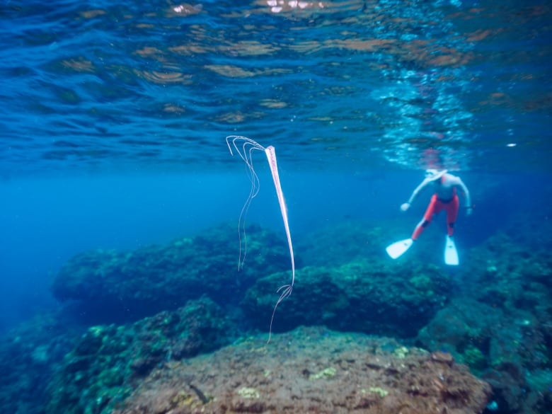 A long, cylindrical sea creature floats horizontally in shallow waters near a scuba diver. It's pinkish in colour and has long, string-like appendages on both ends. 