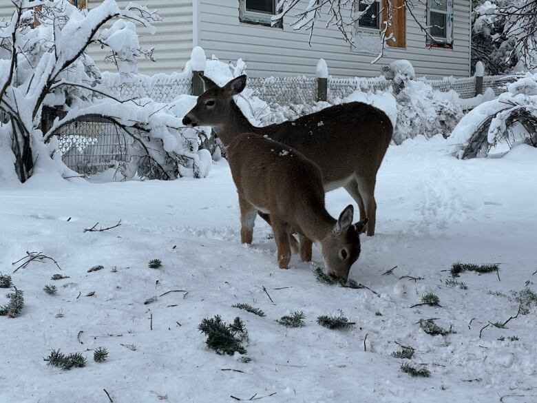 Two deer nibble at grass amid heavy snow.