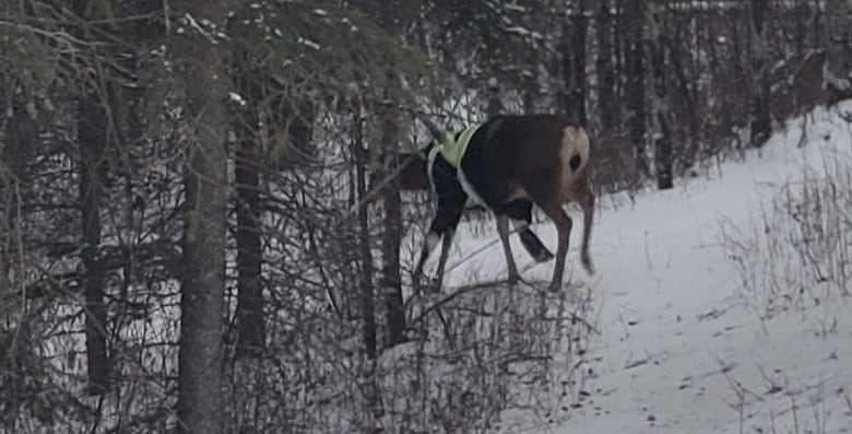 A deer wearing a high vis vest.