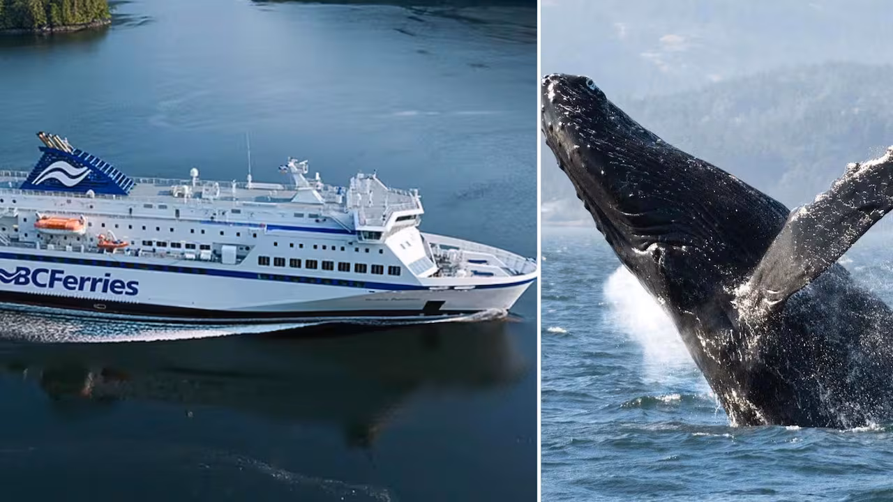 B.C. Ferries Slows Down to Save Whales: Major Schedule Changes Coming This Summer