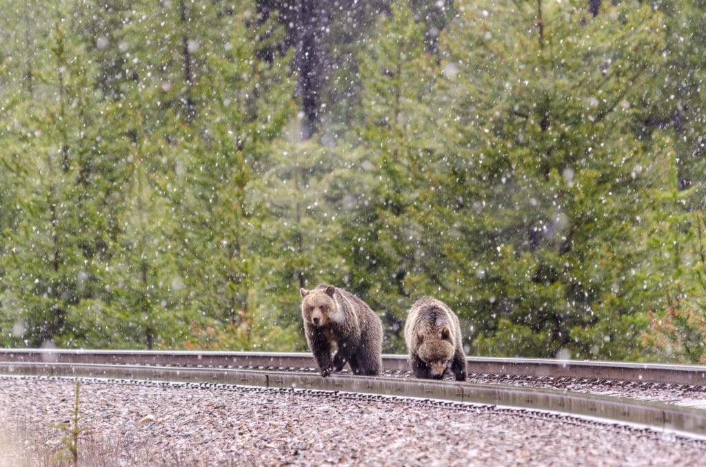 Heartbreak in the Rockies: Banff's Famous Grizzly Loses Cub to Train