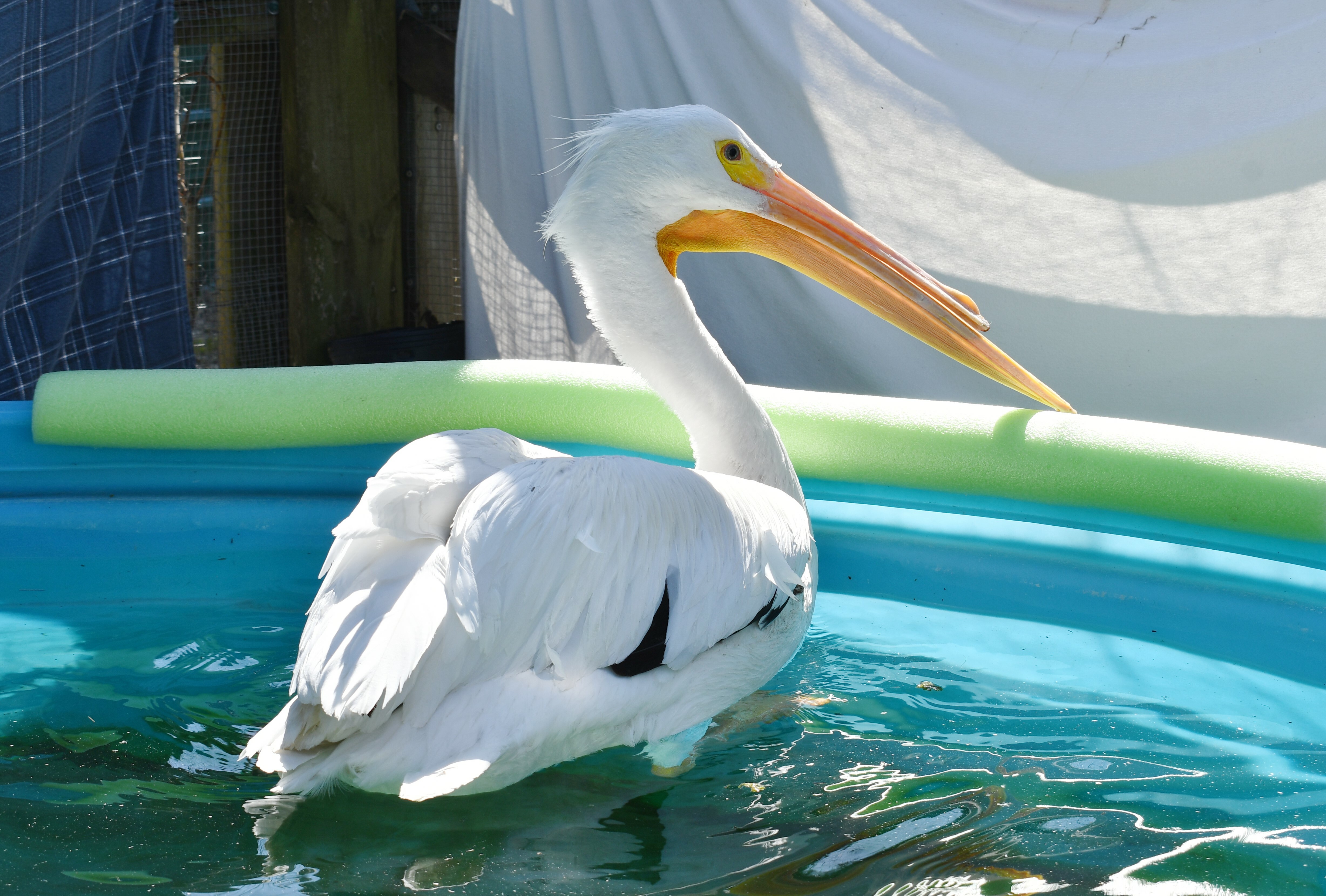 Massive Pelican Given Second Chance: Calgary Wildlife's Remarkable Recovery Story